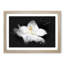 Blooming White Magnolia - Picture Frame Painting Print-56855290-56855288