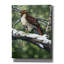 «Red Tailed Hawk» par William Vanderdasson-101511392