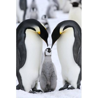 Manchots empereurs - Photographie sur toile tendue