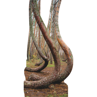SP13152 Crooked Forest Pine Trees Poland Cardboard Cutout Standee Standup