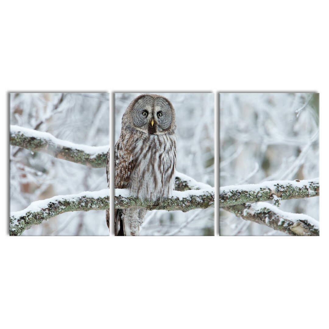 3-tlg. Leinwandbilder-Set Owl on a Branch