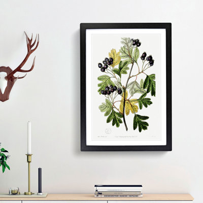 Small-Flowered Hawthorn Berry Tree - Picture Frame Painting Print