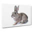 Brown Bunny Rabbit Painting - Wrapped Canvas-56655968