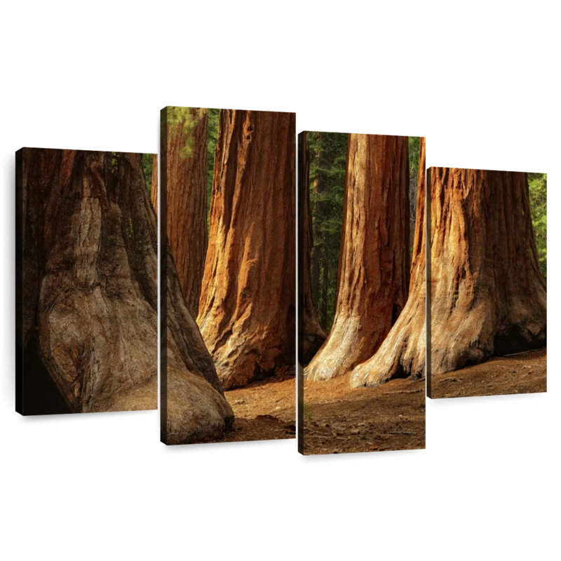 Ancient Sequoia Trees, 22" H x 36" W