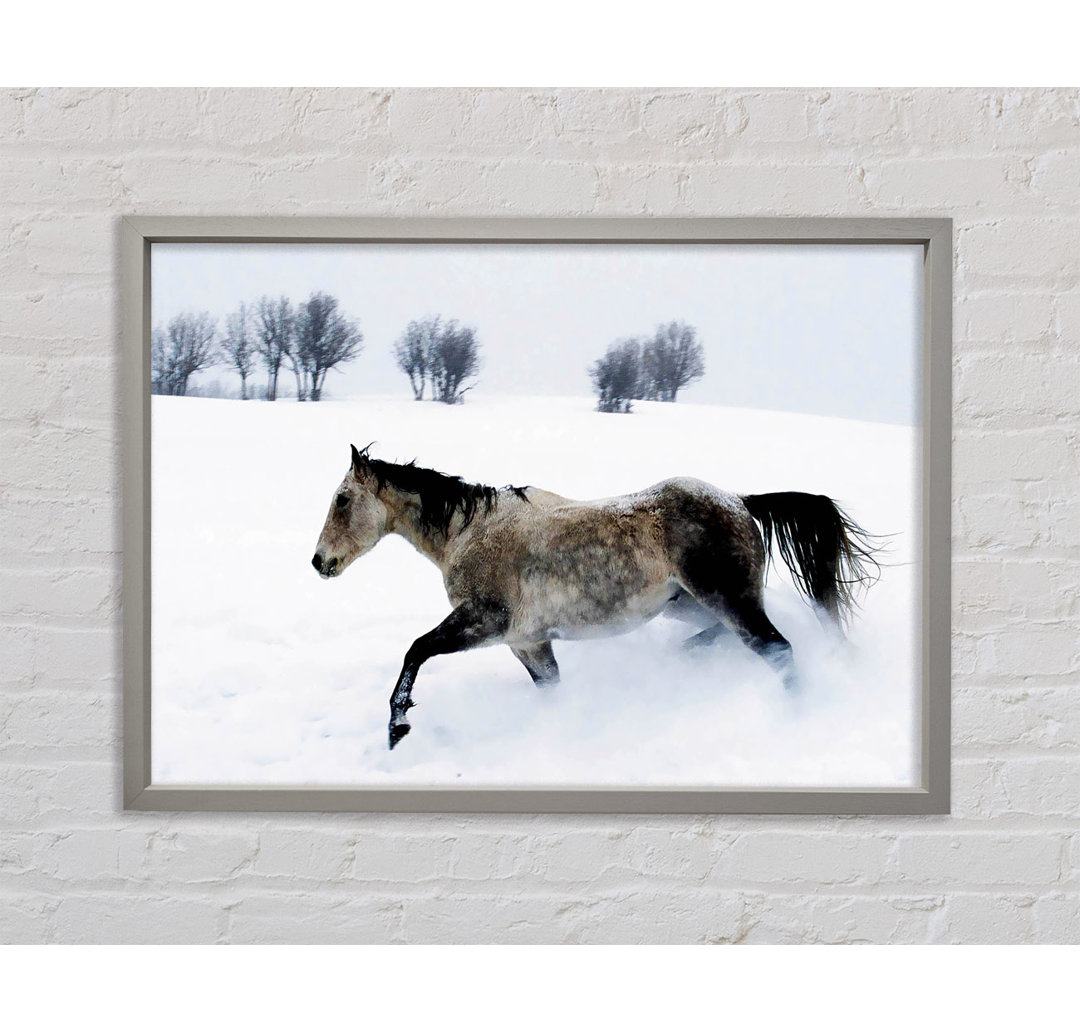 Stallion In The Snow Gerahmter Druck