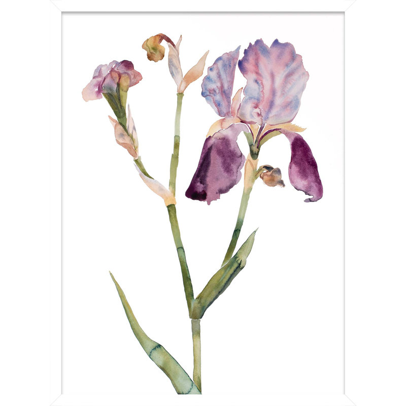 Iris No. 197 Print by Elizabeth Becker