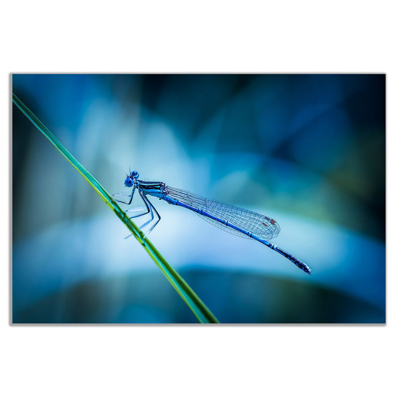 Dragonfly - Wrapped Canvas Print, 61cm H x 91cm W
