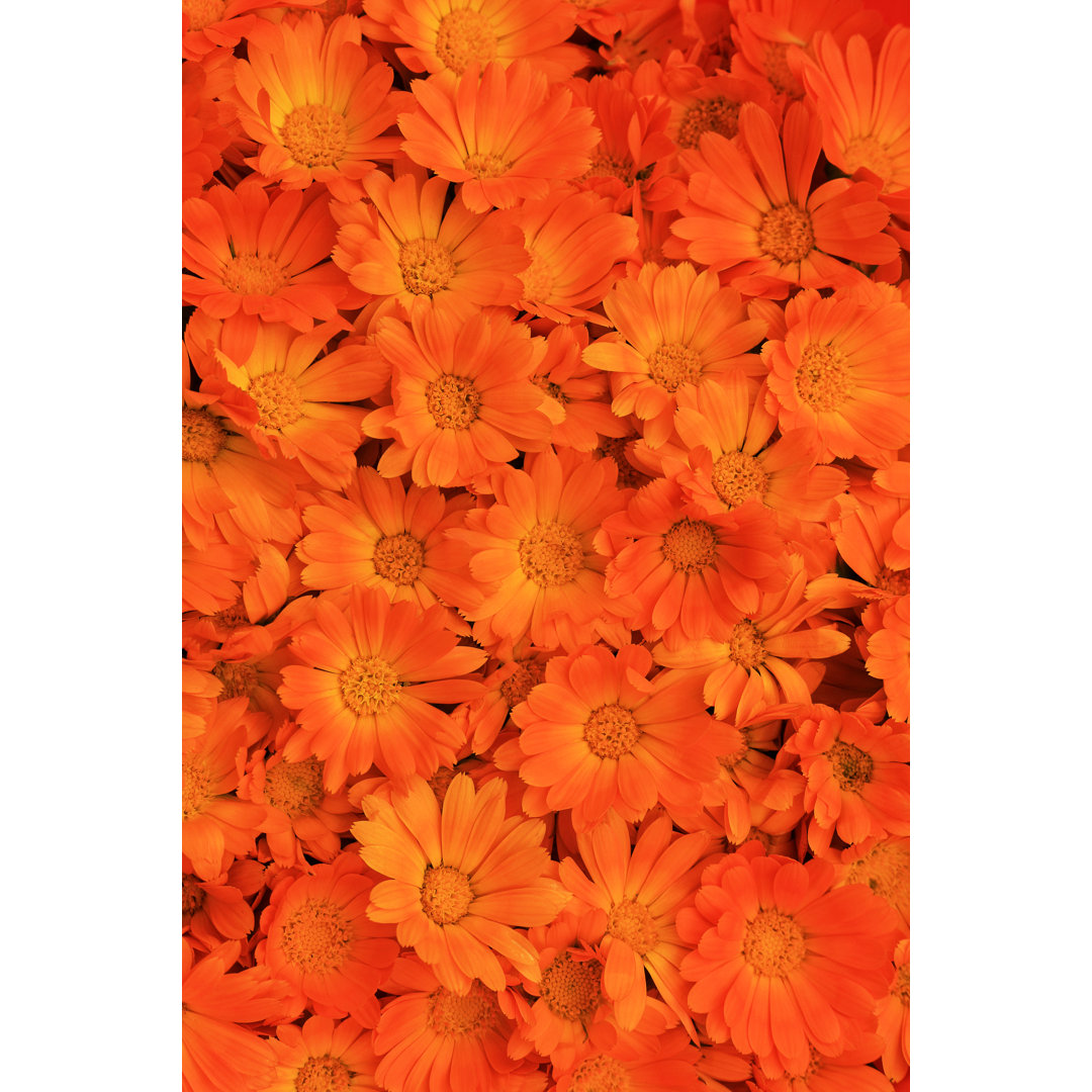 Calendula Flowers von Narcisa - Druck auf Leinwand ohne Rahmen