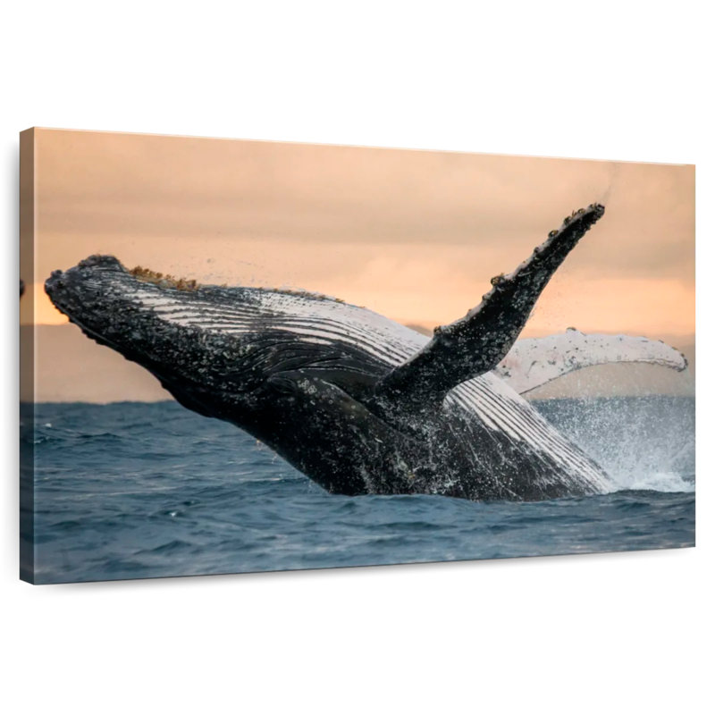 Brampt Humpback Whale Toss, 24" H x 36" W
