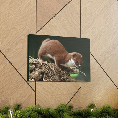 Weasel Hunting Weasel on Hunt Print Animal Wall Art