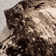Losana Abstract Area Rug in Brown