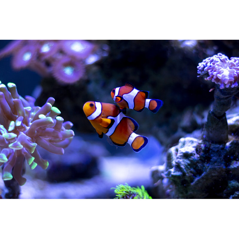 Poisson-clown nageant