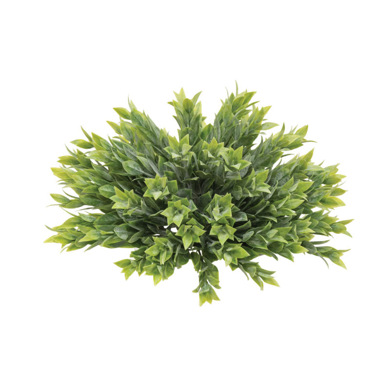 5 plantes