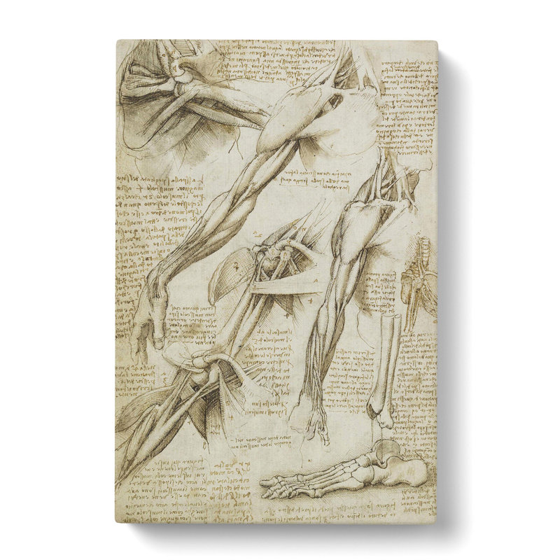 Human Anatomy Vol.1 by Leonardo Da Vinci - Wrapped Canvas Painting, 50cm H x 35cm W x 3cm D