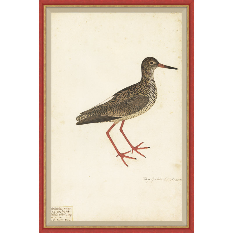 18th Century Bird Re-Strikes IX Painting