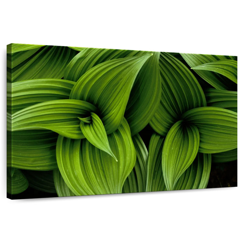 Harnek Green False Hellebore, 16" H x 24" W