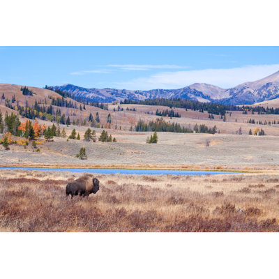 Bison - Wrapped Canvas Print