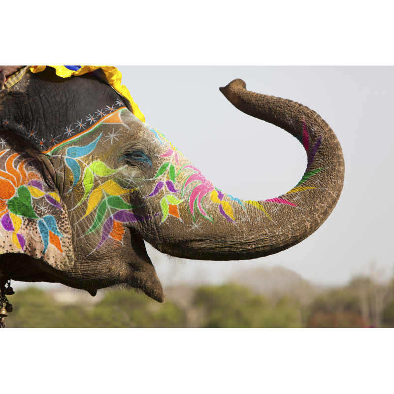 Effie Elephant by Davidevison - Wrapped Canvas Print, 30cm H x 46cm W x 3.8cm D