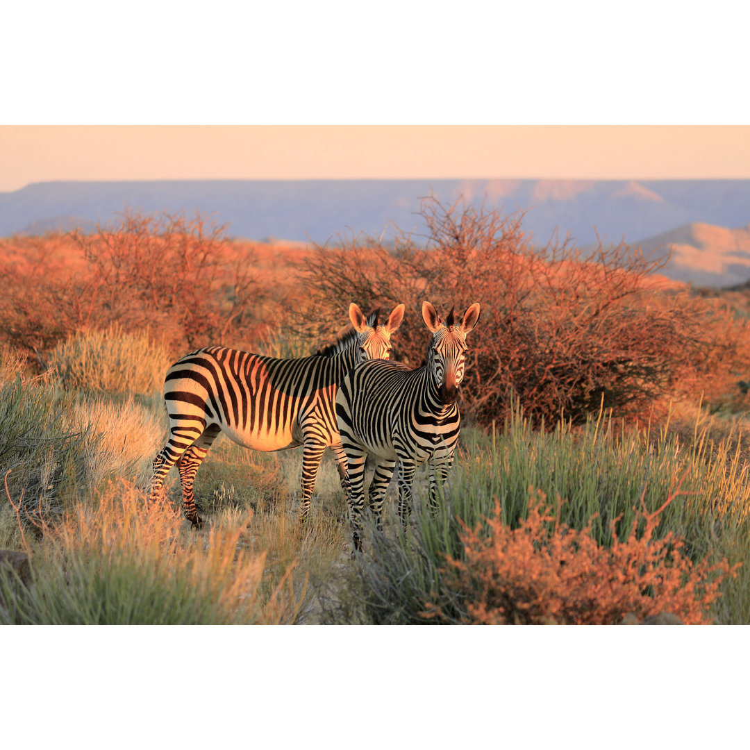 Leinwandbild Mountain Zebra Succulent Karoo Augrabies Plants Sunset Safari Nature Wildlife