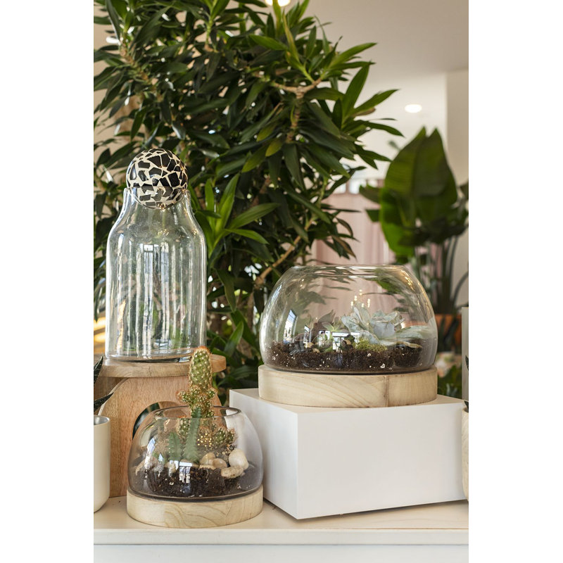 Terrarium en verre et bois Khalema, H 5 po x l 6,5 po x P 6,5 po