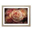 Pink Tipped Roses - Framed Print-55769800-55769801