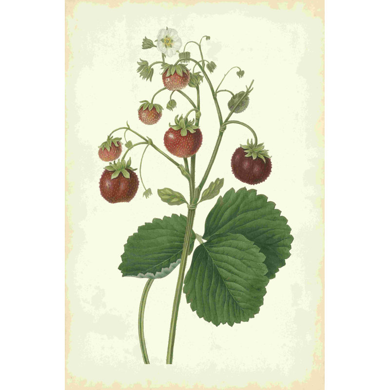 Plantation Strawberries I - Wrapped Canvas Painting