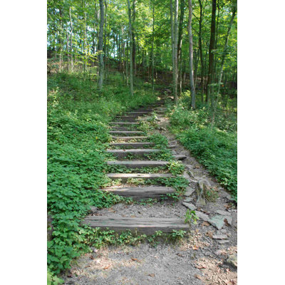 " Wooden Forest Path Photography "