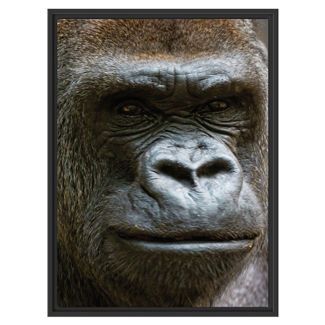 Stolzer Gorilla Gerahmter Kunstdruck