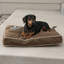 Coussin intérieur / extérieur pour chien Just Relaxin 'Classic-820131937-820131939