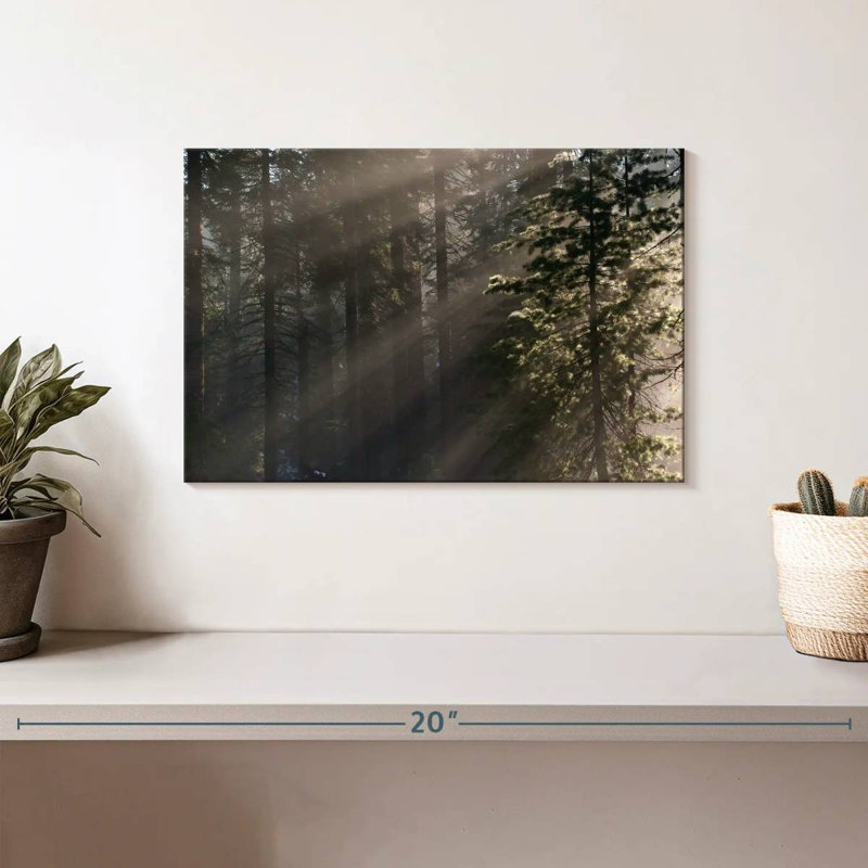 Alvord Sunlit Sequoia National Park, 8" H x 12" W