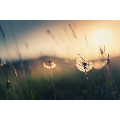 «Wild Grass With Dandelions» par - Impression