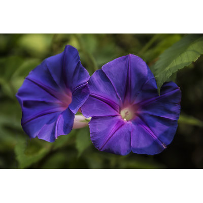 Purple Beach Moonflower - Wrapped Canvas Print