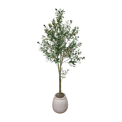 Olive Tree in Stone Planter