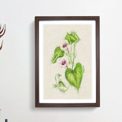 Illustration of Sweet Potato Flowers - Picture Frame Painting Print