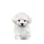 Bichon frisé chiot par Watercolor Luv - reproduction d'art-52940939-52940929-52940931