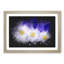 Three White Daisies Paint Splash - Picture Frame Graphic Art-62806424-62806438