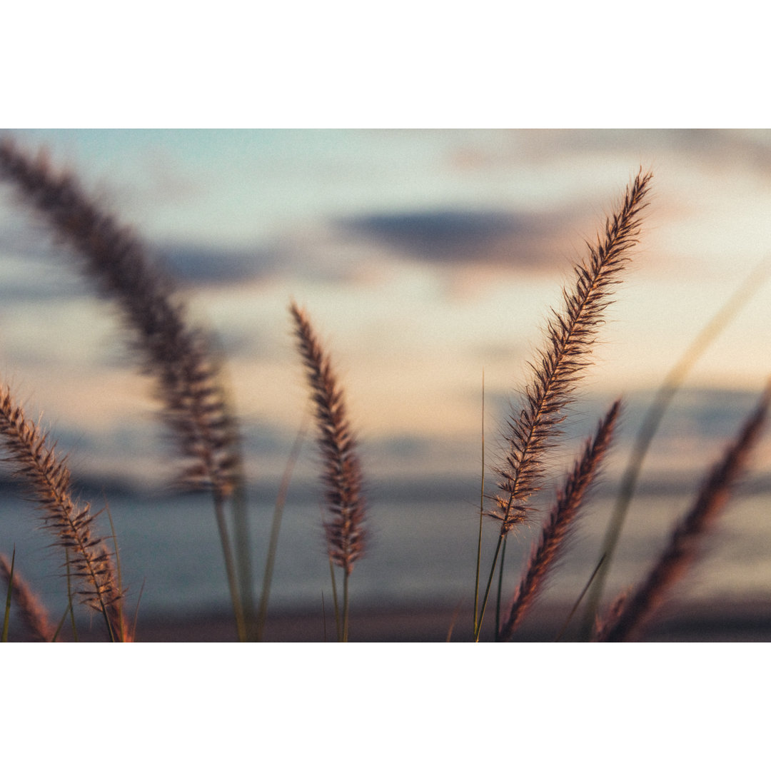 Close Up Of Wild Plants von Instants - Drucken