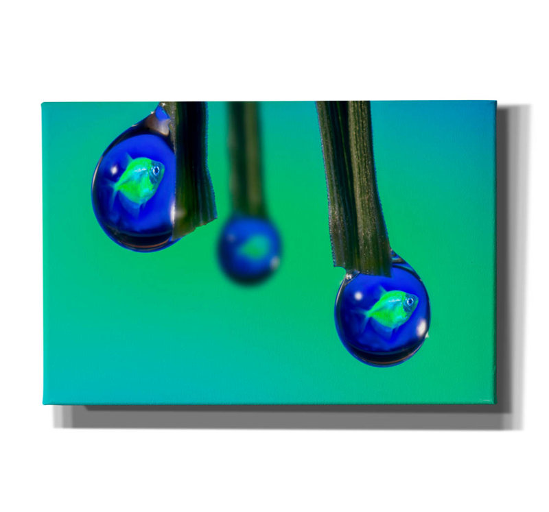 «Glofish In A Drop 1» par Gordon Semmens, art mural sur toile, H 40 po x l 60 po x P 1,5 po