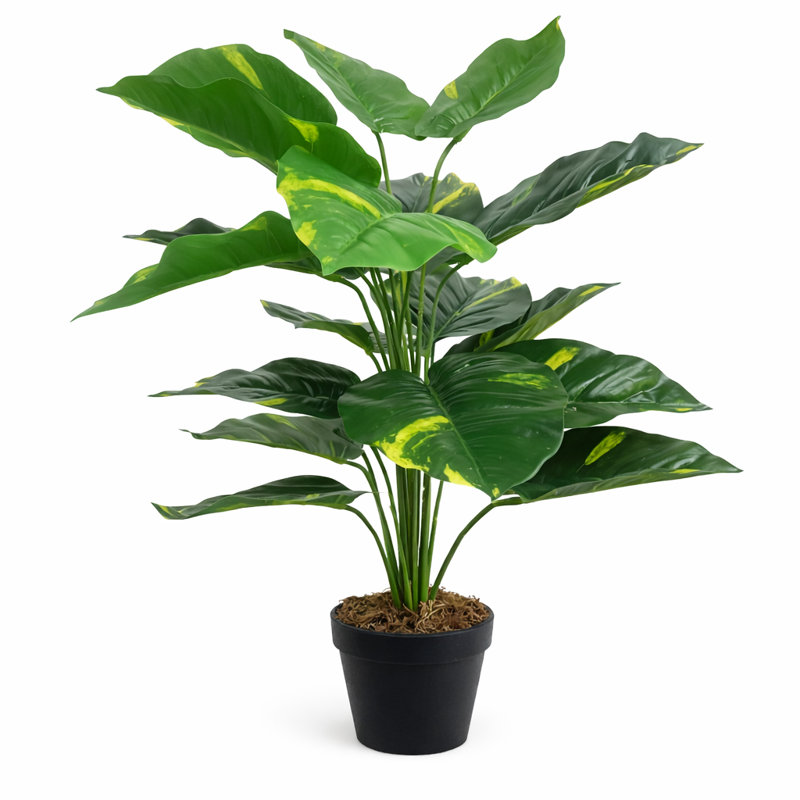 Scindapsus Aureus Plant
