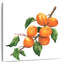 Yarlin Ripe Apricots
