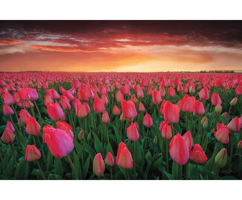 «Red Barrel Studio® Podt, Martin», art sur toile tendue sous le nom de Tulip Field Sunset