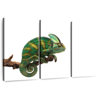 Green Veiled Chameleon