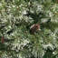 Arbre de Noël vert en flocons de pin-381703525