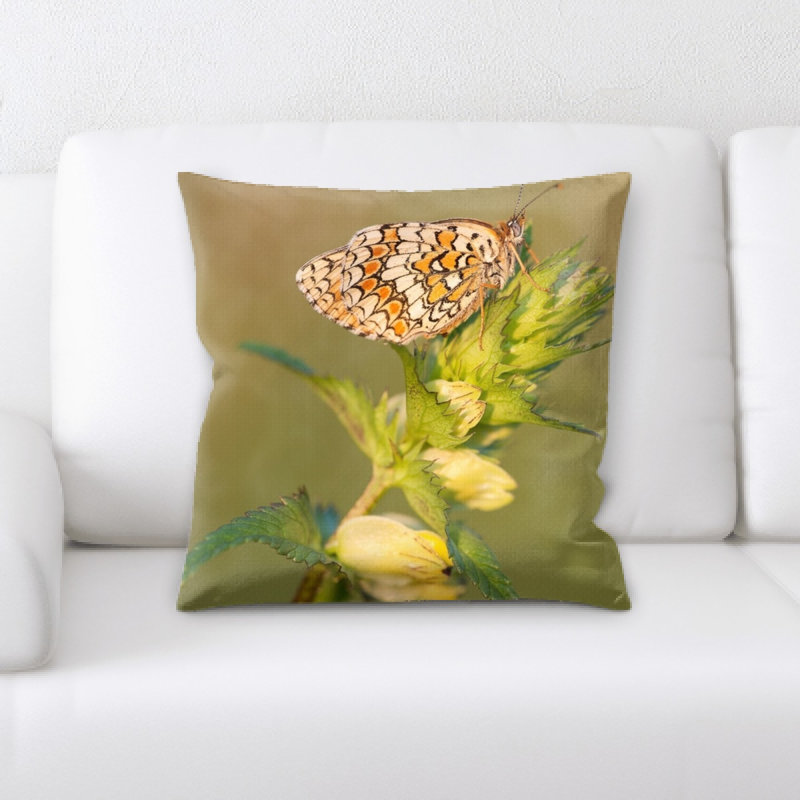 Coussin knapweed fritillary