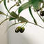 Faux olivier en pot 48 "