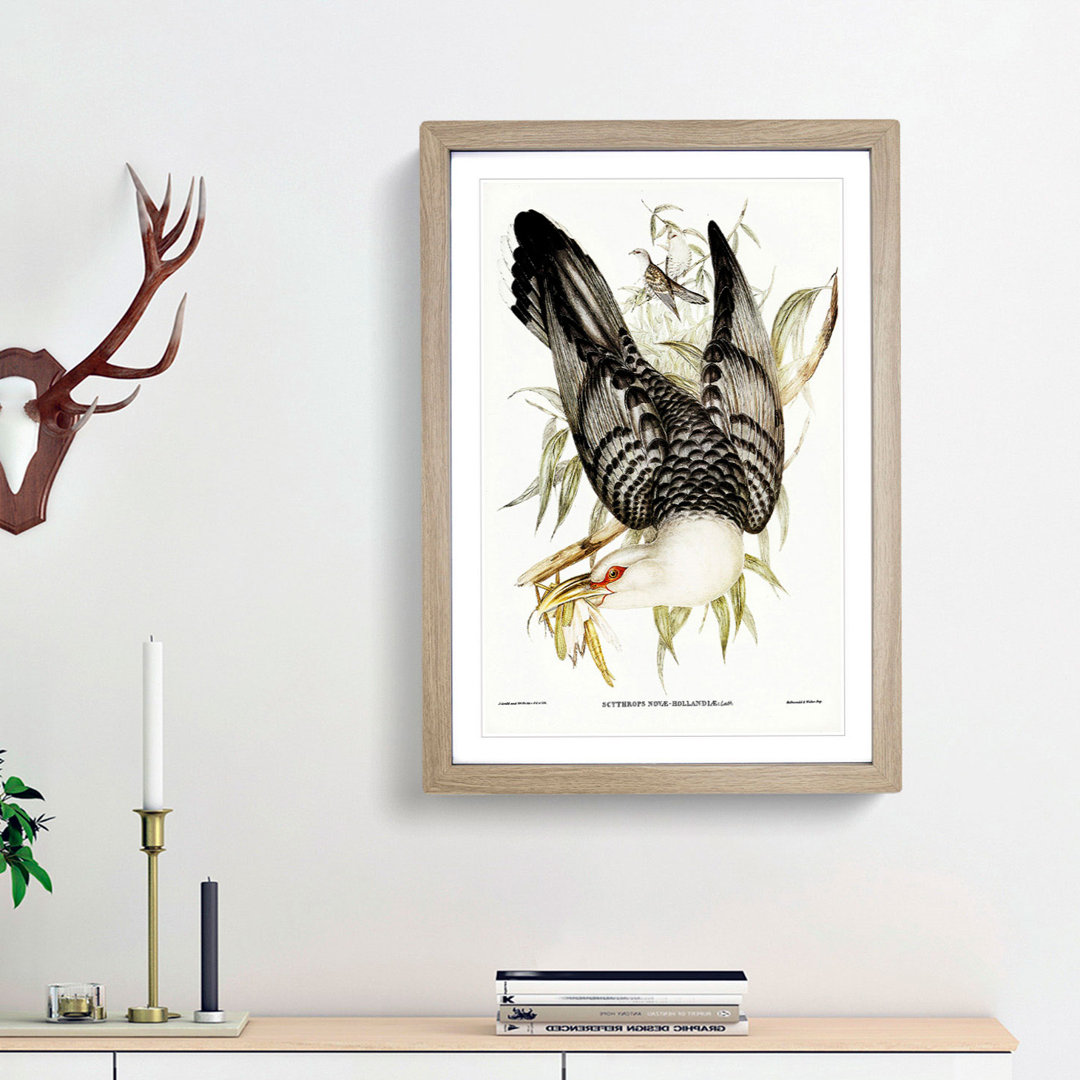 Channel Bill Cuckoo by Elizabeth Gould - Picture Frame Graphic Art Print