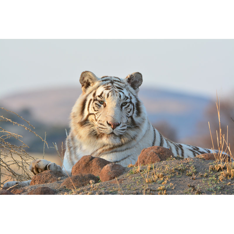 White Tiger - Wrapped Canvas Print, 51cm H x 76cm W 