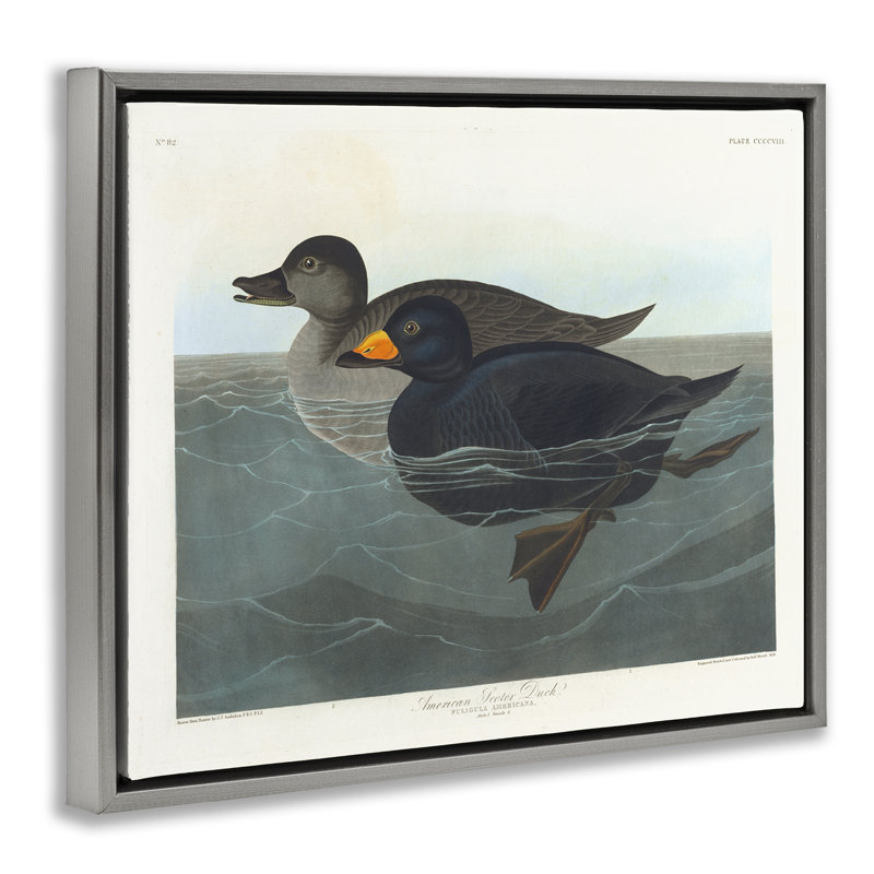 "Classic American Scoter Duck", art mural sur toile flottante noire par one1000paintings, H 25 po x l 31 po