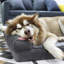 Hundebett Dog Beds Bolster Cushion-60063083
