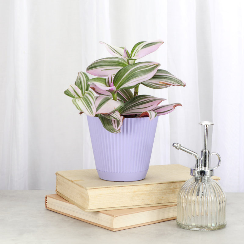 Live Tradescantia Nanouk Plant, Lavender